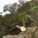 Acusado de tumbar un árbol famoso en Reino Unido se declara no culpable