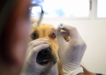 Veterinario argentino fracasa en su intento de dirigir la Organización Mundial de Sanidad Animal