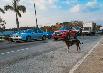 Atienden a más de 150 mascotas en la comunidad La Cuchilla