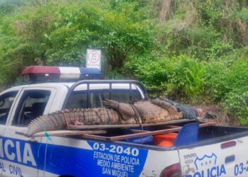 Rescatan a cocodrilo mantenido en cautiverio en San Miguel