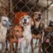 El IBA brinda atención veterinaria a más de 2,000 animales
