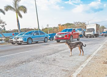 Desparasitan y esterilizan a mascotas en La Libertad