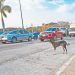 Desparasitan y esterilizan a mascotas en La Libertad