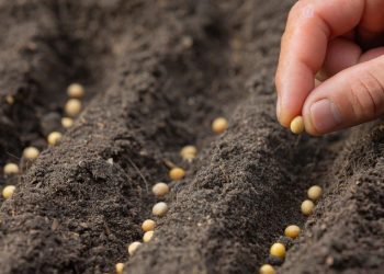 La diversidad de las semillas, un tesoro para adaptarse al cambio climático