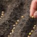La diversidad de las semillas, un tesoro para adaptarse al cambio climático