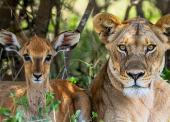 Pocos avances frente al tráfico de especies salvajes, según la ONU