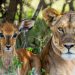Pocos avances frente al tráfico de especies salvajes, según la ONU