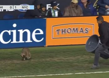 Un mapache provocó una peculiar «persecución» en un partido de la MLS