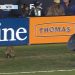Un mapache provocó una peculiar «persecución» en un partido de la MLS