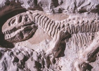 Hallan en sur de Argentina una nueva especie de dinosaurio carnívoro que vivió hace 69 millones de años