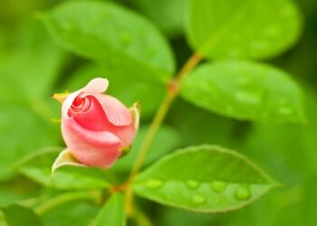 Rara flor única en su tipo está amenazada de extinción por la fiebre del litio en EE.UU.