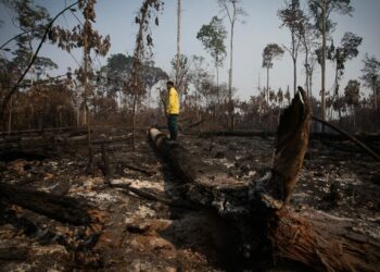 Deforestación en Brasil disminuye 11,6% en 2023