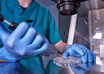 Un estudio arroja luz sobre la formación de los embriones humanos