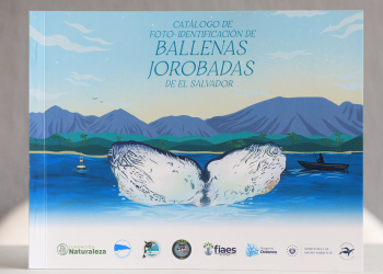 El Salvador ya tiene catálogo de identificación de ballenas jorobadas