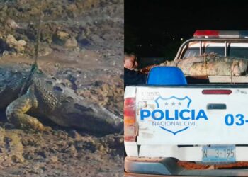 Policía trasladó a cocodrilo localizado en el río Pasaquinita en La Unión