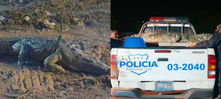 Fotos: PNC