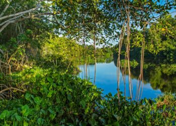 La mitad de los ecosistemas de manglares están en riesgo, según estudio