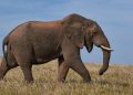 Estudios revelan que el elefante adora saludar