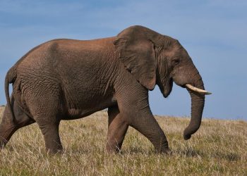 Estudios revelan que el elefante adora saludar