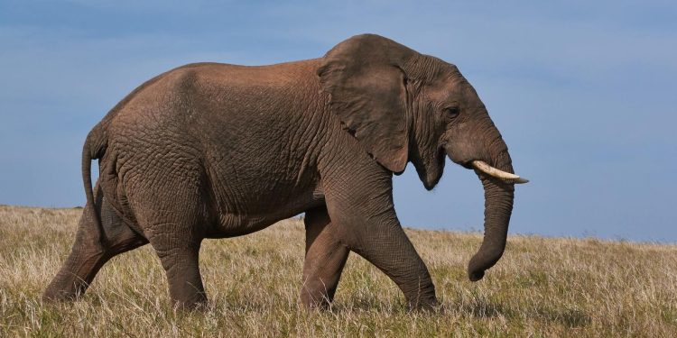 que comen los elefantes