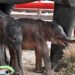 Inusual nacimiento de elefantes gemelos en Tailandia