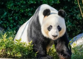 Pandas nacidos en el exterior ayudan a China a recuperar población silvestre