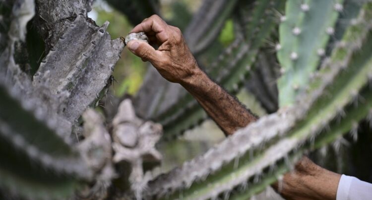 Foto: AFP