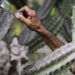 La agroecología, un arma contra la desertificación en noreste de Brasil