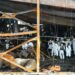 Corea del Sur investigan las causas del incendio en fábrica de baterías que dejó 23 muertos