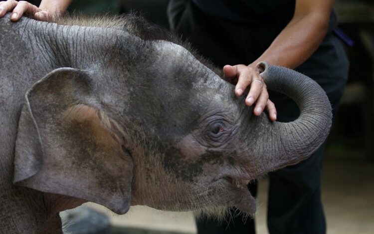 Foto: AFP / Imagen ilustrativa