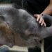 Apenas queda un millar de elefantes de Borneo, advierte organismo de conservación