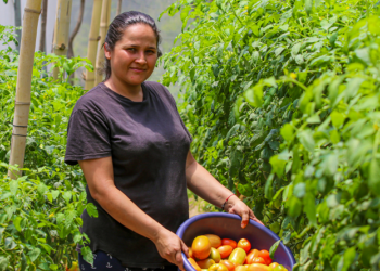 Mujeres producen hortalizas protegidas en La Palma