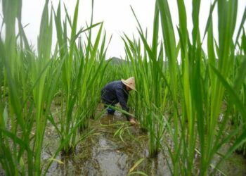 Expertos chinos crean plataforma para identificar y utilizar genes superiores en arroz silvestre