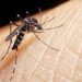 Casos de dengue vuelven a duplicarse en Paraguay
