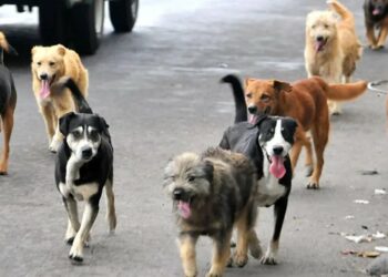 Miles de manifestantes en Estambul contra proyecto de sacrificar a perros callejeros
