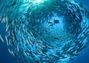 Expertos analizarán en Costa Rica diagnóstico de salud de los océanos
