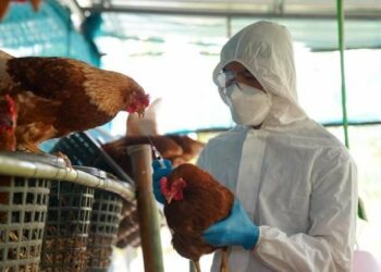 Australia cierra granjas a medida que se propaga la gripe aviar