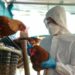 Australia cierra granjas a medida que se propaga la gripe aviar