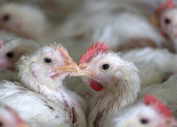 México investiga aún causa de muerte de hombre con gripe aviar H5N2