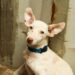 Instituto de Bienestar Animal alimenta a más de 600 mascotas afectadas por las lluvias