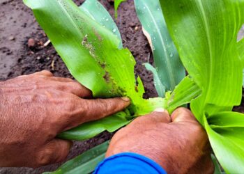 Agricultor ahuachapaneco ve riesgo que exceso de humedad disminuya producción