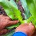 Agricultor ahuachapaneco ve riesgo que exceso de humedad disminuya producción