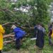 Las lluvias han dejado 352 árboles caídos en El Salvador