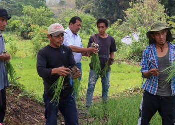 Rogelio y sus 10 hijos se dedican al cultivo del cebollín