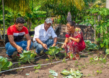 Esposos producen tilapias con alimentación agroecológica