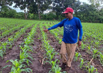 El Ministerio de Agricultura asiste a agricultores afectados en Ahuachapán