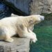 Un estudio advierte de desaparición de osos polares en la Bahía de Hudson a causa del calor