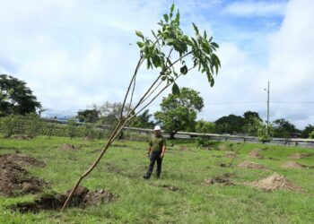 Medio Ambiente impulsa la quinta campaña de reforestación