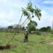Medio Ambiente impulsa la quinta campaña de reforestación