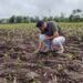 Gobierno de El Salvador activó el plan post emergencia en agricultura
